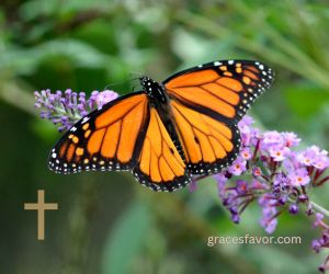 If you declare with your mouth, ‘Jesus is Lord,’ and believe in your heart that God raised him from the dead, you will be saved.”